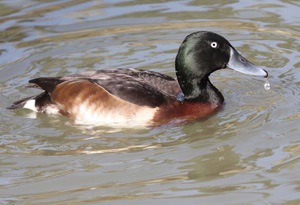 Шумбуур (Ухаа шумбуур)